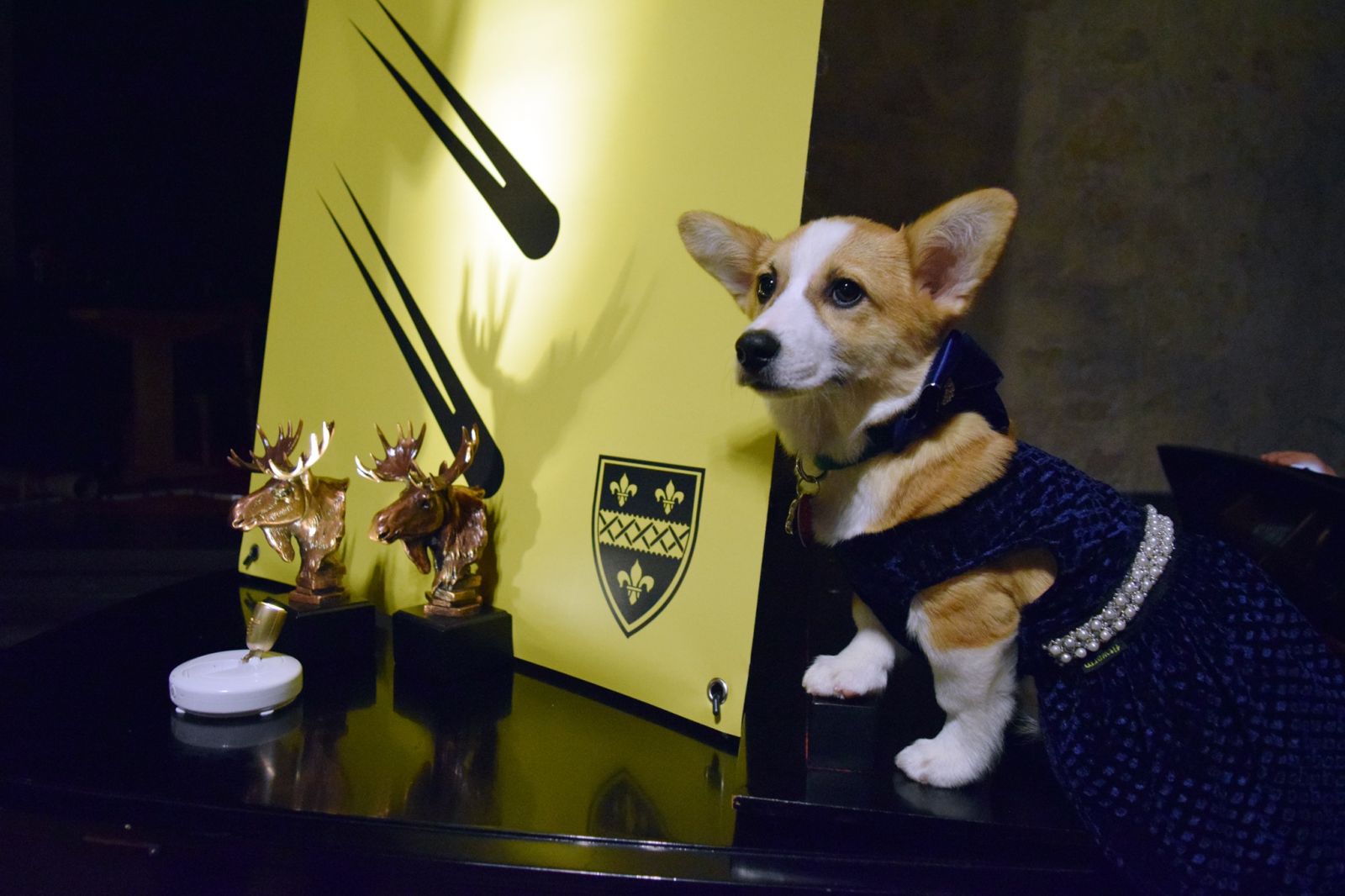 The corgi named Coco taking a photo next to the Golden Moose trophies