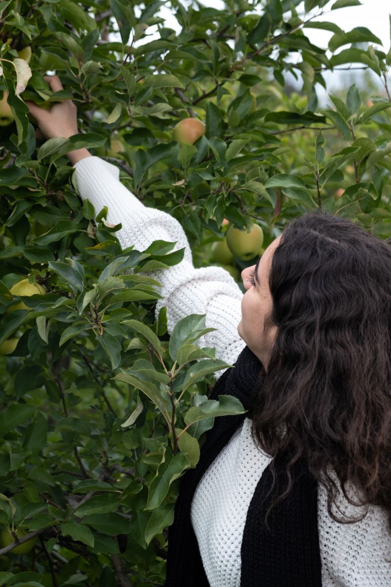 Yale student picks apple from tall tree