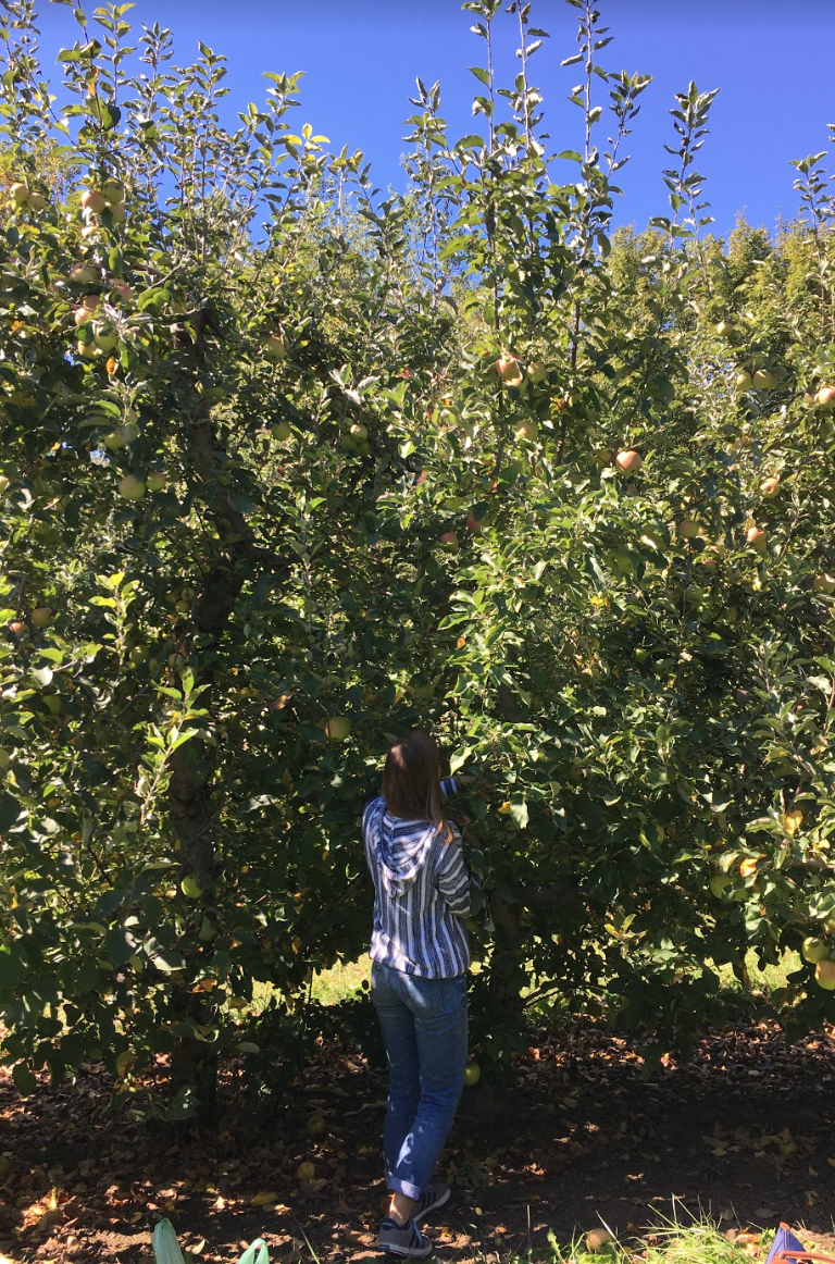 A student looks into the orchard