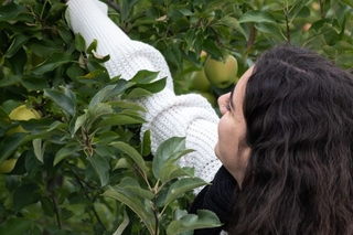 Yale student picks apple from tall tree