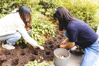 Bulb planting at the Stiles Garden